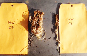 Aphid damage effects to winter wheat roots