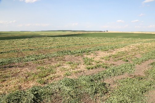 Dryland alfalfa