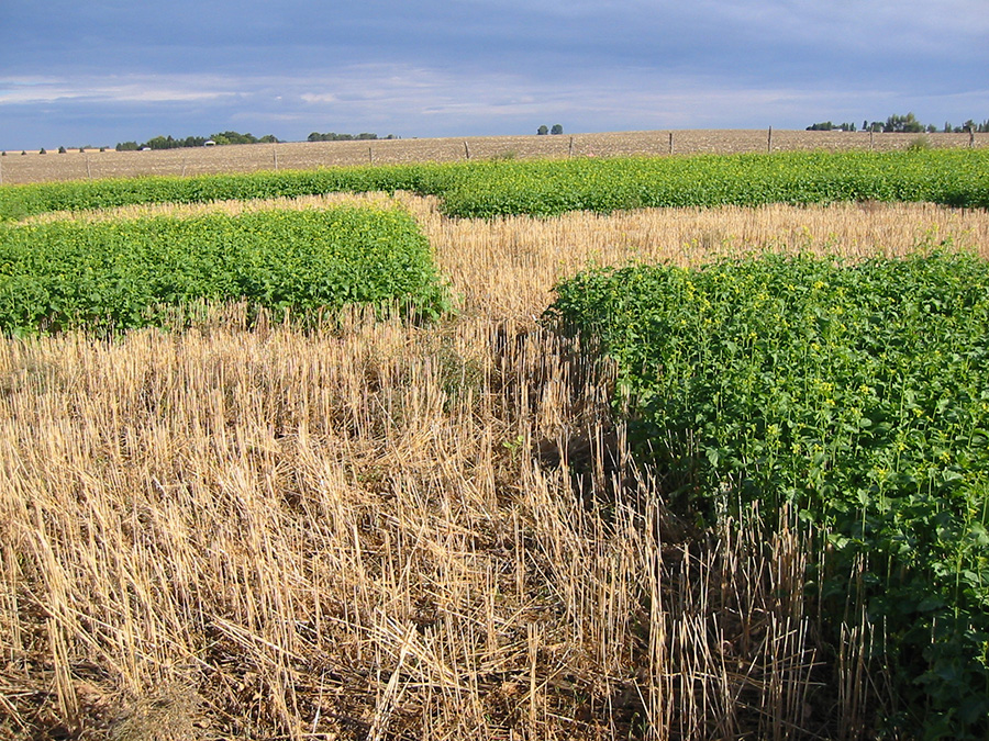 Trials of biofumigant efficacy at the Gies farm. Photo: Andy McGuire.