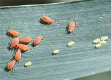 Insects thumbnail