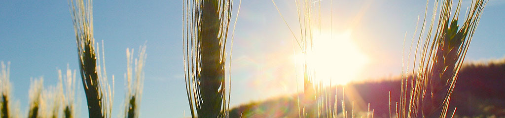 spring wheat