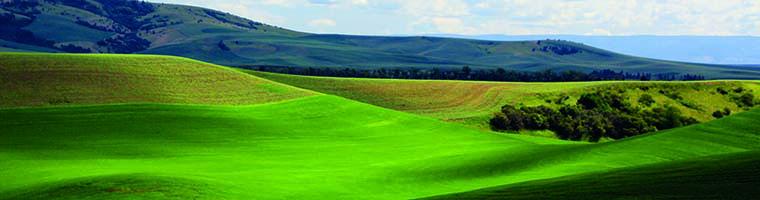 Green Palouse wheatfields