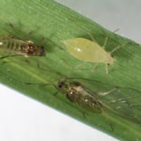 New Aphid