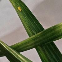 aphids on spring wheat