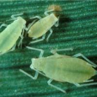 Rose grass aphid