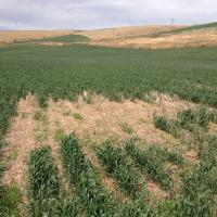 Effects of wireworms on wheat.